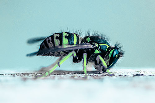 Yellowjacket Wasp Chewing Wood (Cyan Tint)