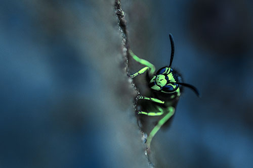 Yellowjacket Wasp Crawling Rock Vertically (Cyan Tint Photo)