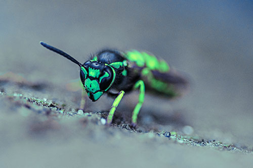 Yellowjacket Wasp Prepares For Flight (Cyan Tint Photo)