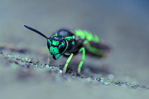 Yellowjacket Wasp Prepares For Flight (Cyan Tint)