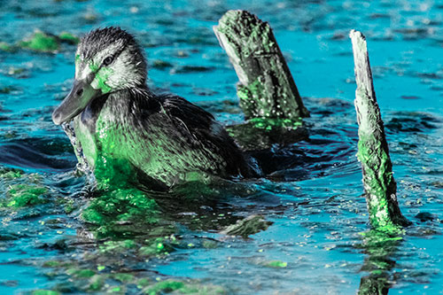 Young Mallard Duckling Playing Among Algae (Cyan Tint)