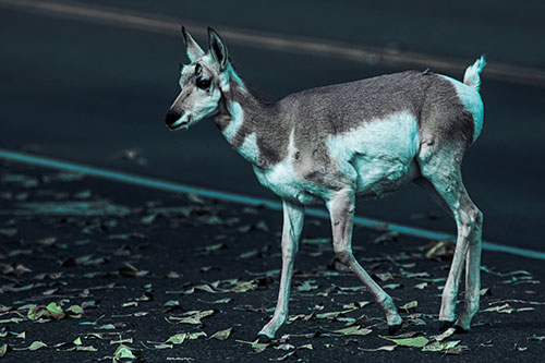 Young Pronghorn Crosses Leaf Covered Road (Cyan Tint Photo)