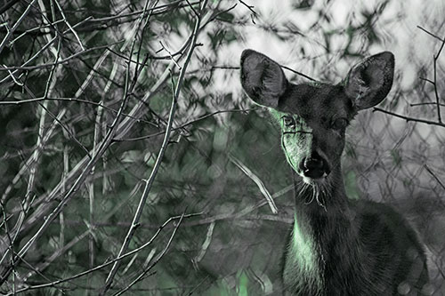 Young White Tailed Deer Watches Through Chain Link Fence (Cyan Tint)