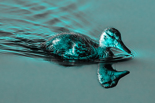 Aging Mallard Duckling Swimming Through Calm Water (Cyan Tone)