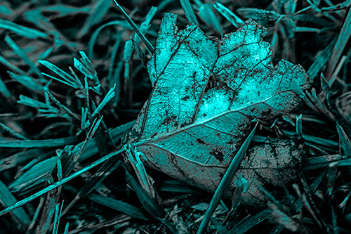 Agony Decaying Leaf Face Suffering Among Grass Blades (Cyan Tone)