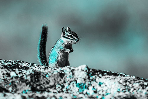 Alert Chipmunk Extending Tail Upwards (Cyan Tone)