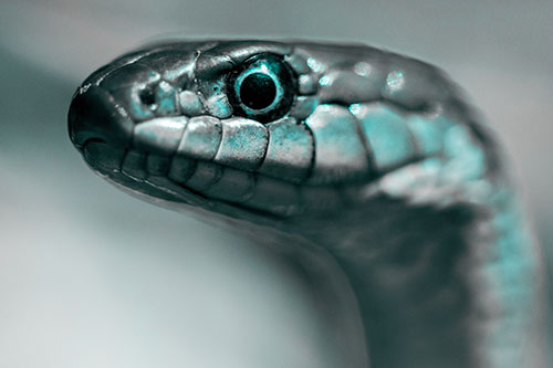 Alert Garter Snake Keeping Eye Out (Cyan Tone)