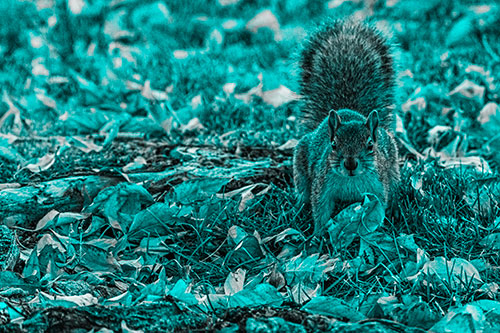Alert Squirrel Freezes Among Fall Leaves (Cyan Tone)