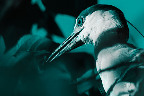 Algae Beak Black Crowned Night Heron (Cyan Tone Photo)