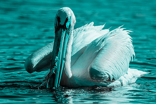 Algae Beaked Pelican Fishes For Salamanders (Cyan Tone)