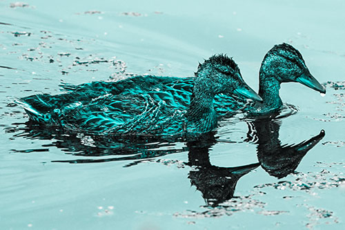Algae Coated Female Mallard Ducks Swimming In Unison (Cyan Tone Photo)