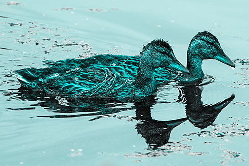 Algae Coated Female Mallard Ducks Swimming In Unison (Cyan Tone)