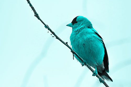 American Goldfinch Perched Along Slanted Branch (Cyan Tone Photo)