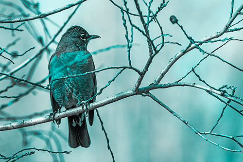 American Robin Looking Sideways Among Twisting Tree Branches (Cyan Tone)
