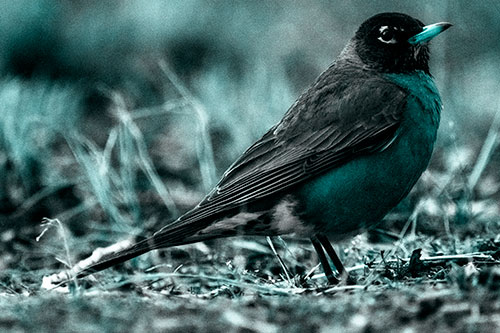 American Robin Standing Strong Among Dead Leaves (Cyan Tone Photo)