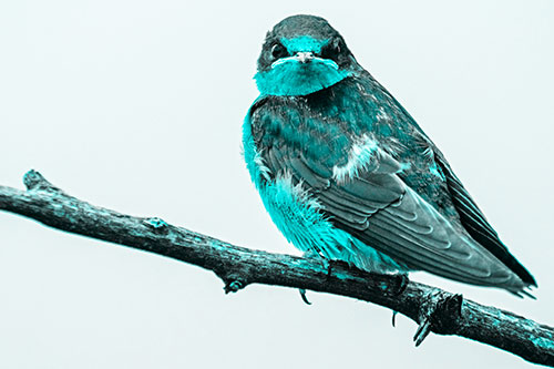 Angry Barn Swallow Looking Backwards (Cyan Tone)