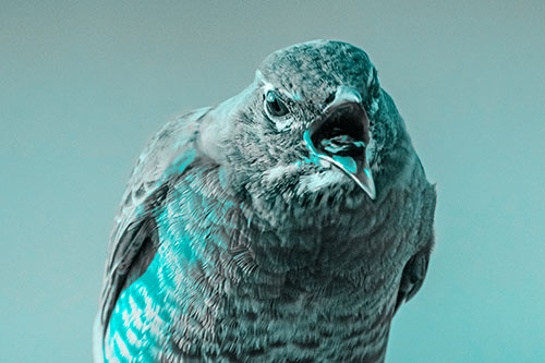 Angry Faced American Robin Screaming (Cyan Tone)