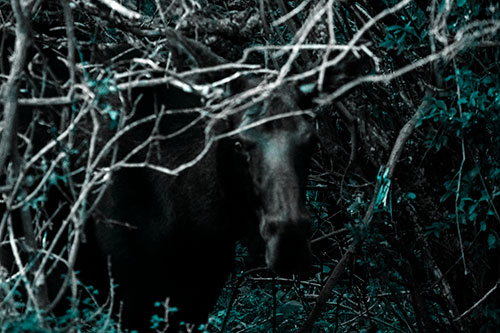 Angry Faced Moose Behind Tree Branches (Cyan Tone Photo)