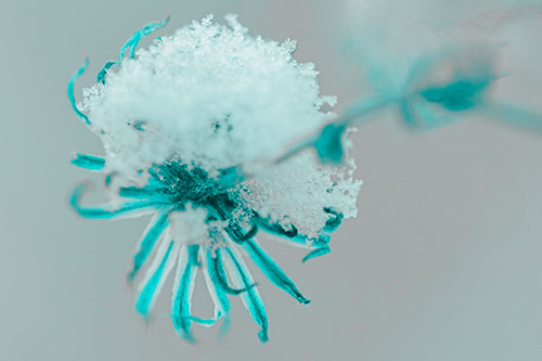 Angry Snow Faced Aster Screaming Among Cold (Cyan Tone Photo)