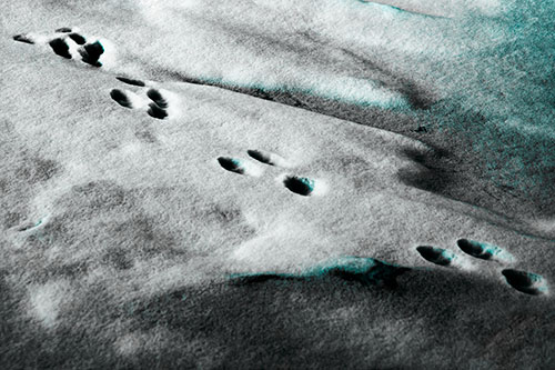 Animal Snow Footprint Trail (Cyan Tone Photo)