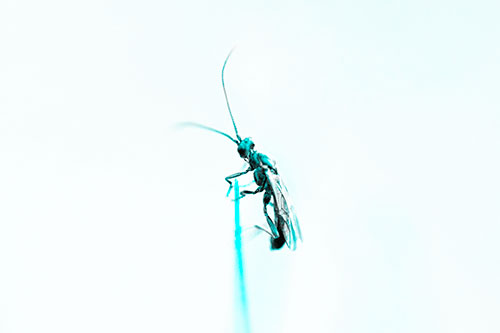 Ant Clinging Atop Piece Of Grass (Cyan Tone Photo)