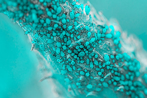 Aphid Colony Gathered Among Milkweed Stem (Cyan Tone)