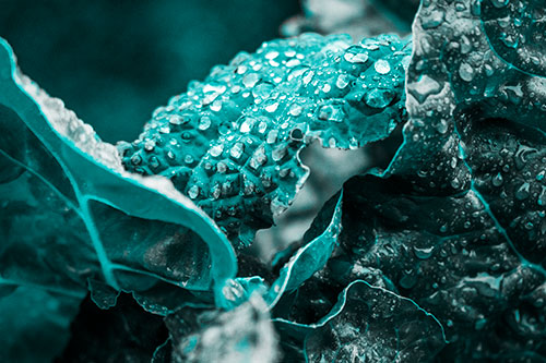 Arching Leaf Water Droplets (Cyan Tone Photo)