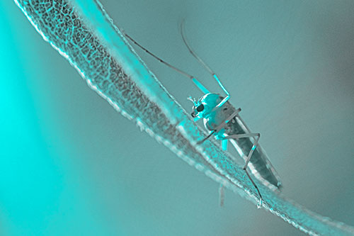 Arm Raising Midge Fly Rests Among Sloping Leaf (Cyan Tone)