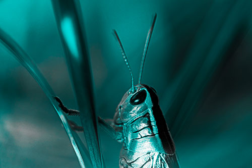Arm Resting Grasshopper Watches Surroundings (Cyan Tone Photo)