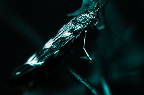 Arm Resting Leaf Blotch Miner Moth (Cyan Tone Photo)
