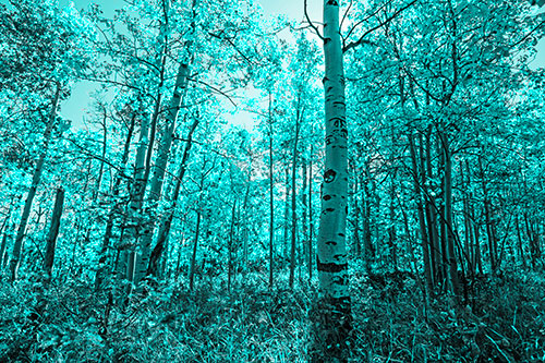 Aspen Trees Illuminate Among Sunshine (Cyan Tone Photo)