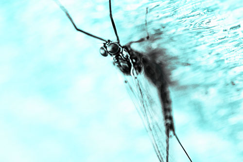 Back Bending Big Eyed Mayfly Resting (Cyan Tone)