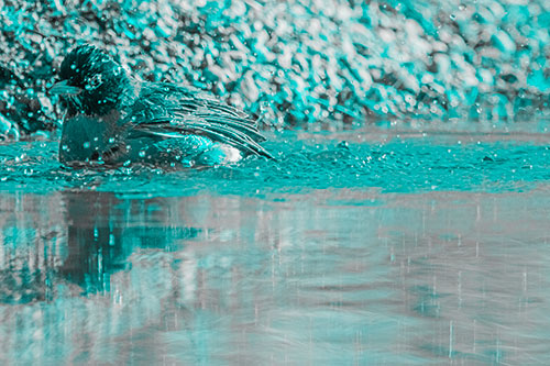 Bathing American Robin Splashing Water Along Shoreline (Cyan Tone Photo)