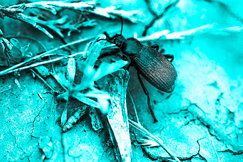 Beetle Searching Dry Land For Food (Cyan Tone Photo)
