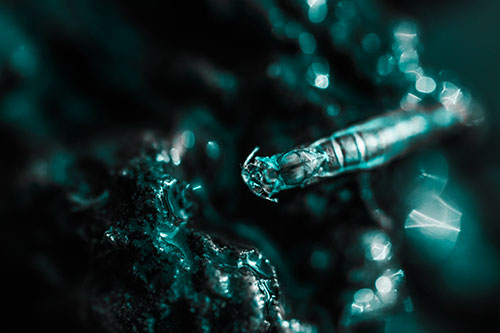 Bent Antenna Larva Slithering Across Soaked Rock (Cyan Tone)