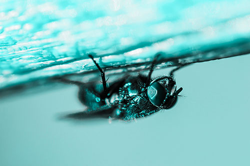 Big Eyed Blow Fly Perched Upside Down (Cyan Tone Photo)