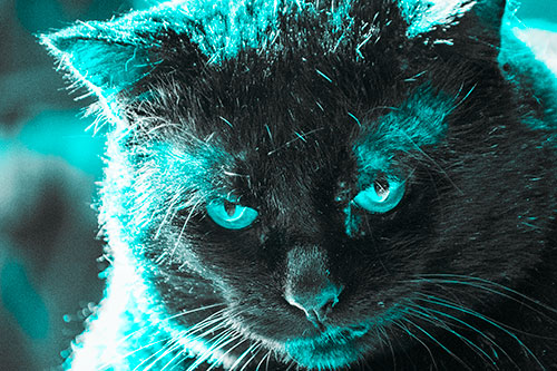 Black Cat Plotting Among Sunlight (Cyan Tone)