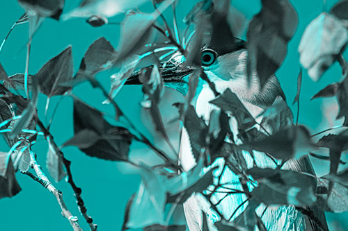 Black Crowned Night Heron Keeping Watch Among Leaves (Cyan Tone)