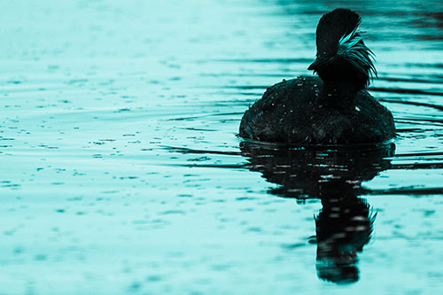 Black Necked Eared Grebe Floating Atop Lake (Cyan Tone)