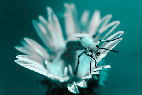 Blister Beetle Guards Gumplant Flower (Cyan Tone)
