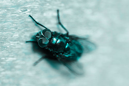 Blow Fly Spread Vertically (Cyan Tone Photo)