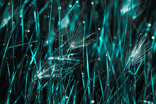 Blurry Water Droplets Clamp Onto Reed Grass (Cyan Tone Photo)