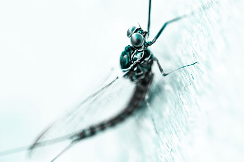 Body Bending Mayfly Resting Vertically (Cyan Tone Photo)