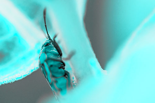 Boxelder Beetle Crawling Up Plant Stem (Cyan Tone Photo)