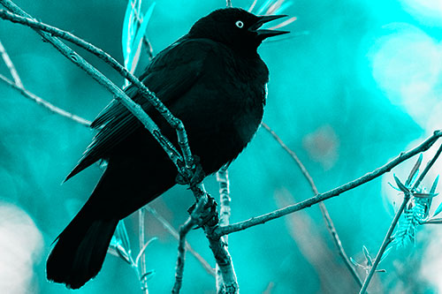 Brewers Blackbird Chirping Atop Sloping Branch (Cyan Tone Photo)