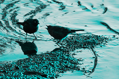 Brewers Blackbirds Feeding Along Shoreline (Cyan Tone)