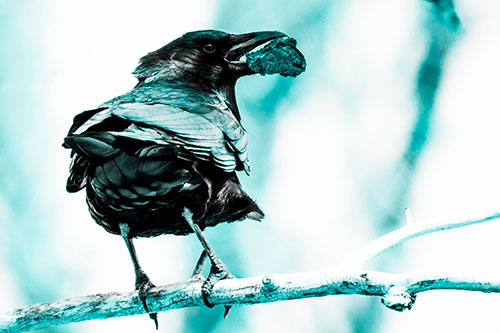 Brownie Crow Perched On Tree Branch (Cyan Tone Photo)
