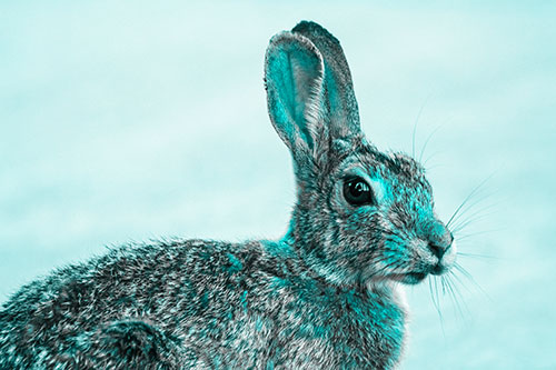 Bunny Rabbit Taking Gander Around Park (Cyan Tone)