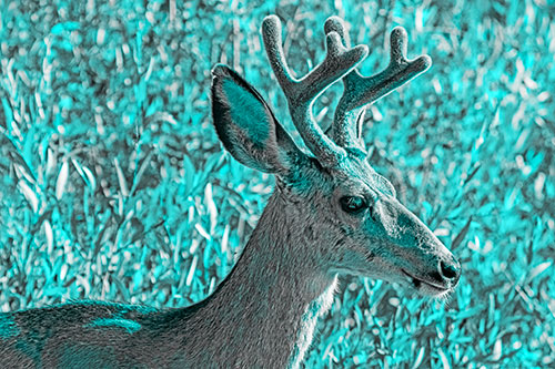 Calm Mule Deer Casually Wandering Around Vegetation (Cyan Tone)