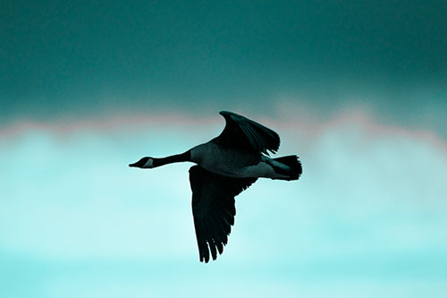 Canadian Goose Flying Among Sunrise (Cyan Tone Photo)